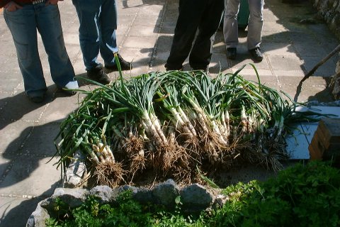 Los cal&ccedil;ots reci&eacute;n cosechados